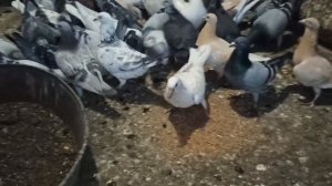 ПОЧТОВЫЕ ГОЛУБИ ?️?️. НАЧАЛО СЕЗОНА.