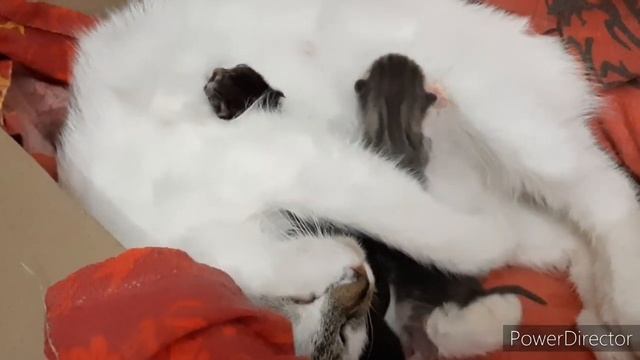 В станице делаем запасы - Паштет в банках длительного хранения. смотреть онлайн