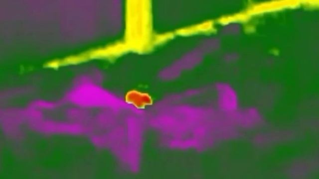 New (to me) thermal spotter test on rats смотреть онлайн