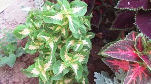 Колеус в августе на клумбе: отчет по выращиванию растения из семян и чем подкармливаю