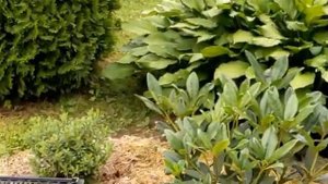 Посадка ГОРТЕНЗИИ Фантом на ШТАМБЕ. 18.07.22. Подмосковье