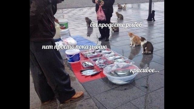 Женская территория (@obovseminiochemm) * Instagram photos and videos Cat memoria