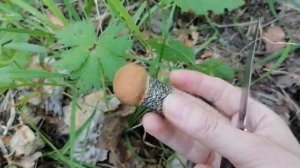 Сбор грибов 2021