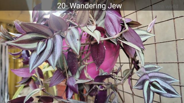 35+ zero light indoor plants | घर के अन्दर चलने वाले प्लांट्स | Best plants for indoor |Lipsha worl