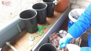 готовим сани летом: посадка тюльпанов в кашпо