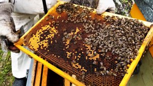 Как быстро развить пчелиную семью! Большая семья к медосбору! #мед #пчеловодство #медосбор