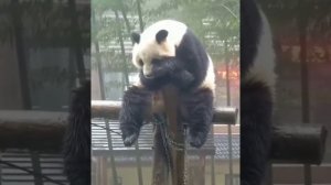 Настроение - панда
