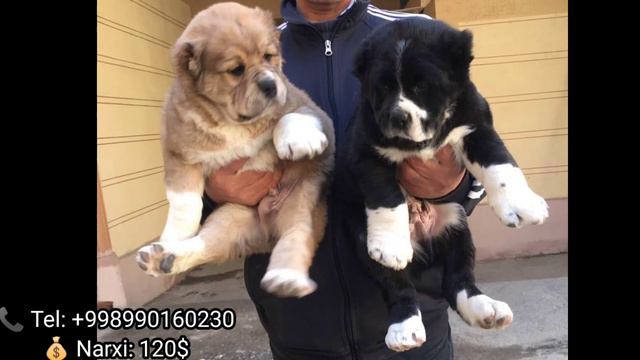 Gigant alabay kuchuklari sotiladi | Гигант кучуклар сотилади🔥 2022 смотреть онлайн