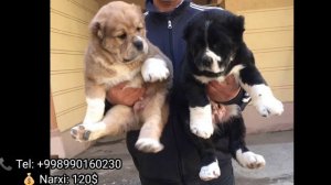 Gigant alabay kuchuklari sotiladi | Гигант кучуклар сотилади🔥 2022