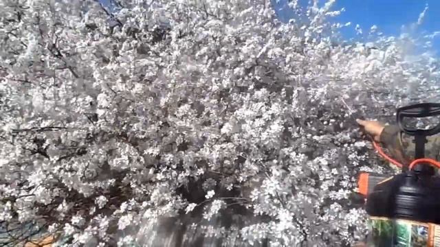 Цветение черешни и алычи || как выращивать алычу смотреть онлайн