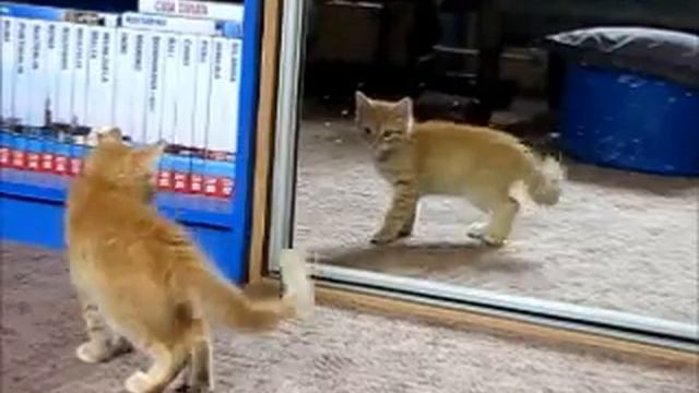 Irysek i ... atak na przedrzeźniacza смотреть онлайн