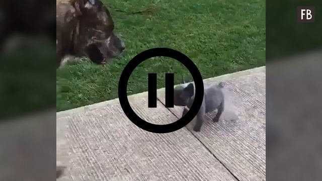 Щенок обругал взрослого пса: реакция собаки меня насмешила смотреть онлайн