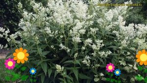 Персикария/горец изменчивый. Краткий обзор, описание характеристик persicaria/polygonum polymorpha