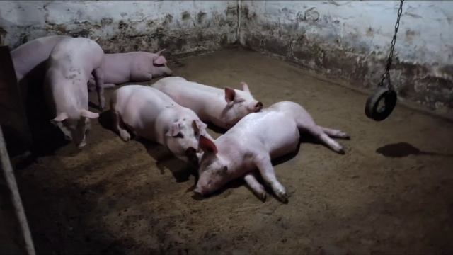 137 кг в Шесть месяцев. Едят мало - растут быстро смотреть онлайн