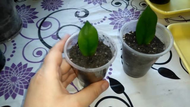 Излишки растений 🌻 💮, сеем семена растений!