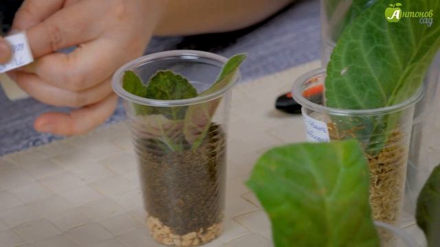 Размножение глоксинии листовыми черенками / Секреты садовода