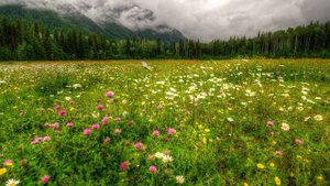 Экосистема