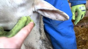 ЧОМУ НАБРЯКЛА ГОЛОВА У ВІВЦІ?\ПОЧЕМУ ОТЕКЛА ГОЛОВА У ОВЦЫ