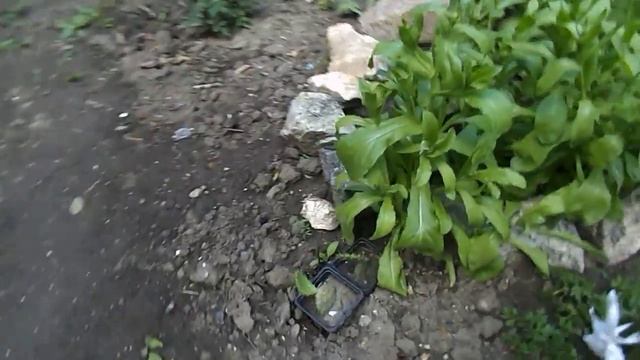 Опунция морозостойкая цветет смотреть онлайн