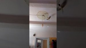 ласточки залетели в дом