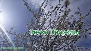 Цветущая весенняя атмосфера природы. Звуки природы, пение птиц для отдыха.