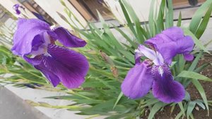 Ирисы цветение Природа Цветы Iris Flowers Relaxing Video Nature 아이리스 (자연)