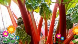 Ревень черешковый Виктория. Краткий обзор, описание характеристик rheum rhaponticum Viktoriia