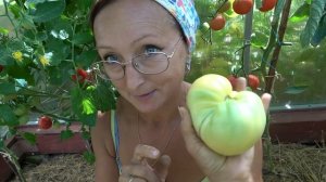 6 соток в начале августа. Помидоры - это наше все! Маргарита Блюз, Интуиция, Санька и Вериге(черри)