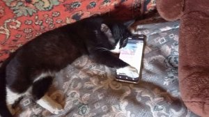 #Трудна кошачья доля#!:)