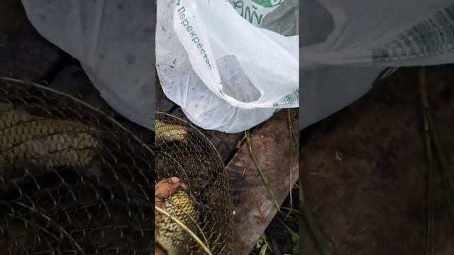 Карп в новый пруд смотреть онлайн