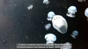 Медузы в аквариуме