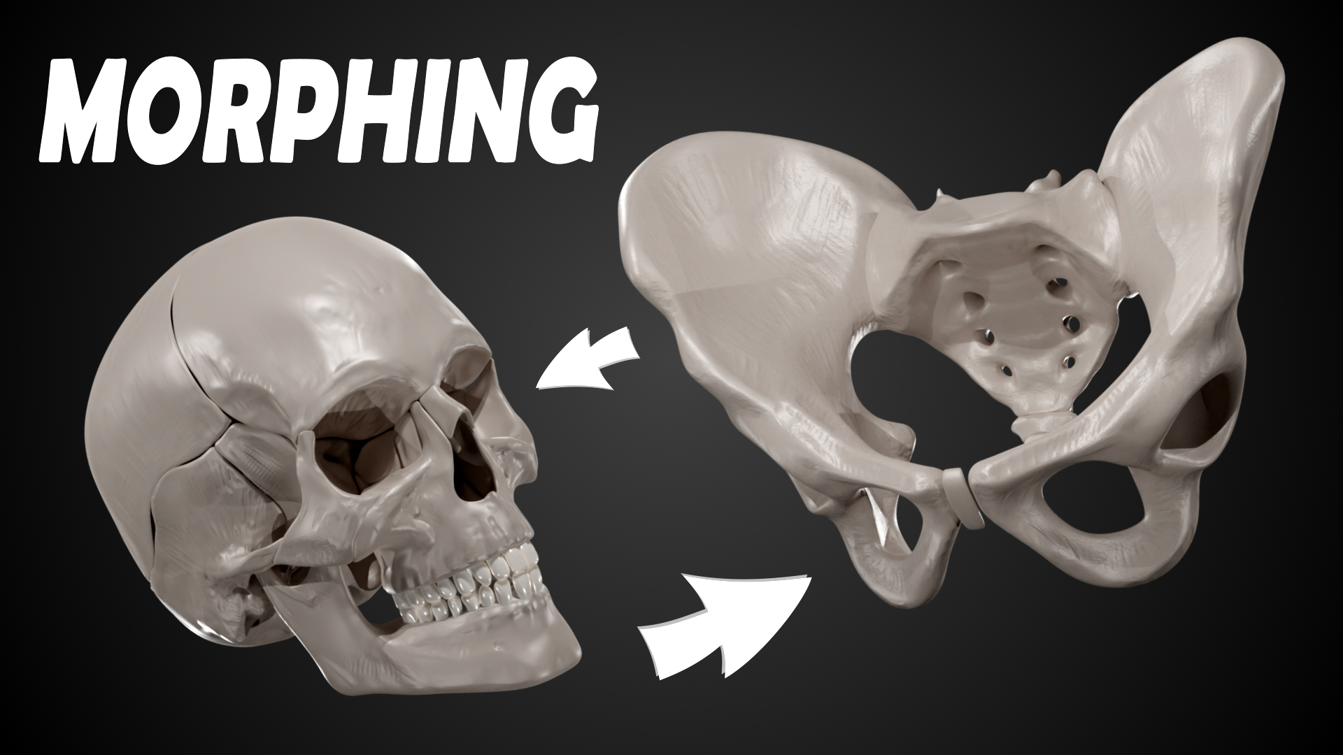 Морфинг таза в череп. Pelvis to skull morph. Blender 3D. смотреть онлайн
