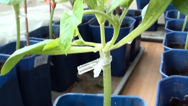 Обязательный процесс после прививки арбуза смотреть онлайн