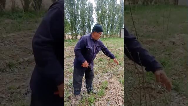 Smarodina qanday ekiladi. 2 - qism. Как посадить смородину. 2 част смотреть онлайн