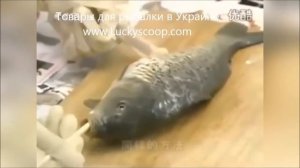 Как выпотрошить рыбу не вспарывая брюхо за 1 минуту