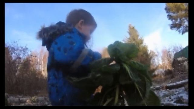 Брюссельская капуста в январе смотреть онлайн