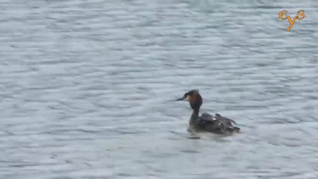 Чомга (Большая поганка) в Кусково / Great-crested grebe at Kouskovo смотреть онлайн