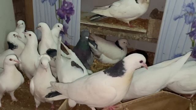 Бакинские голуби Жени в Астрахани! смотреть онлайн