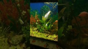 Система СО 2 для аквариума, результат за 30 дней!!!