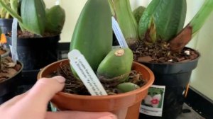 Почему Орхидея Lycaste стоит ДОРОГО?