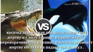 Косатка против гребнистого крокодила . Битва животных.