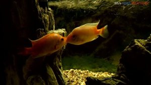 "SOS" ЦИТРОНОВАЯ или ЛИМОННАЯ ЦИХЛАЗОМА. (Amphilophus citrinellus).