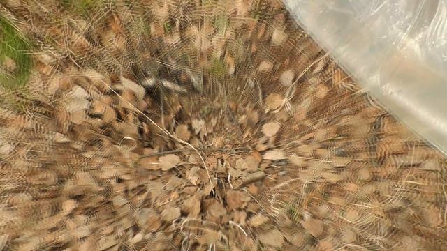 Как собрать березовый сок БЫСТРО и МНОГО! Самый простой и рабочий способ! смотреть онлайн