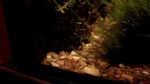 остракоды в аквариуме