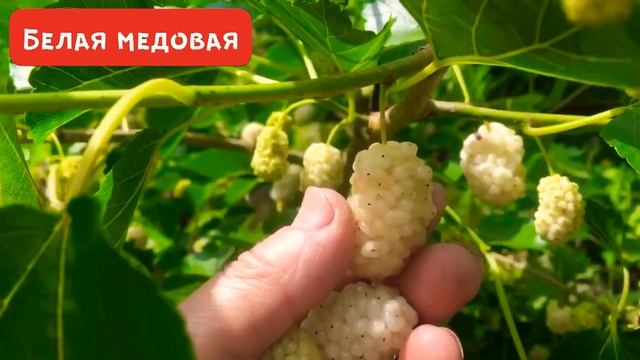 #шелковица #тутовник  Чёрная и белая  ягода. Шелковица
