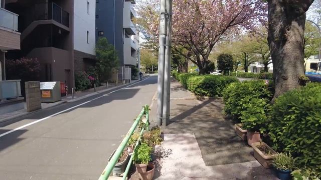 Второсортная Сакура - Мой любимый вид сакуры в Японии