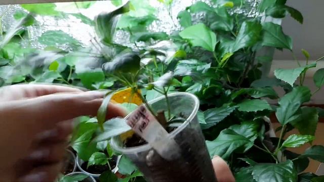Сажены комнатных гибискусов весна 2023г смотреть онлайн