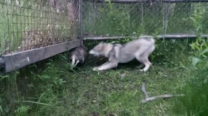 ЗНАКОМСТВО С БАРСУКОМ/ВОСПИТАНИЕ МОЛОДОЙ ЛАЙКИ ДЛЯ ОХОТЫ!!!