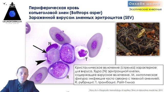 🦎Морфология крови рептилий. Урок №1. Раздел: гематология экзотических животных. II курс обучения.