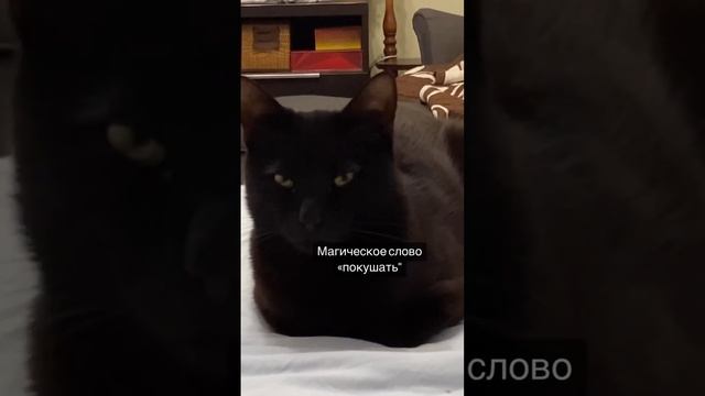 Идем кушать котик магическое слово смотреть онлайн